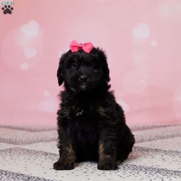 Lacy, Mini Bernedoodle Puppy